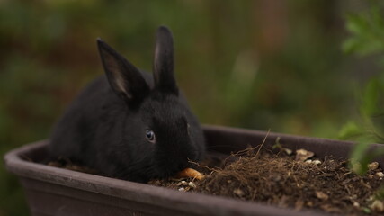 black and white rabbit