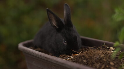 black rabbit on the grass