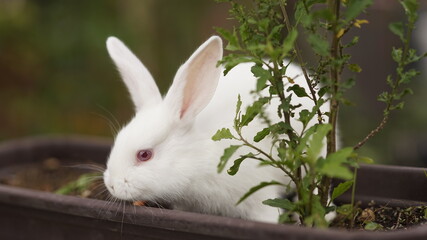 white rabbit in the garden