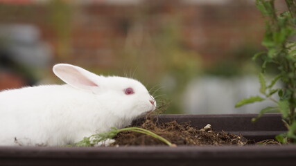 white rabbit in the garden
