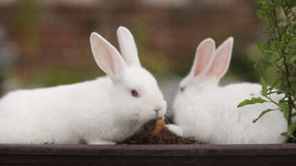 Rabbit in the grass 