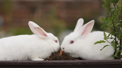 white rabbit in the garden