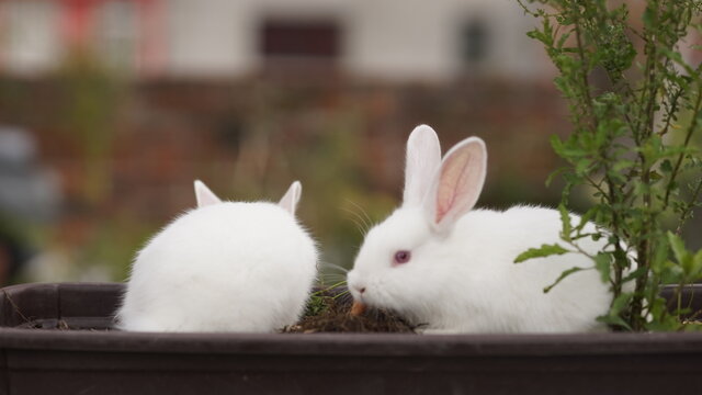 white rabbit in a garden