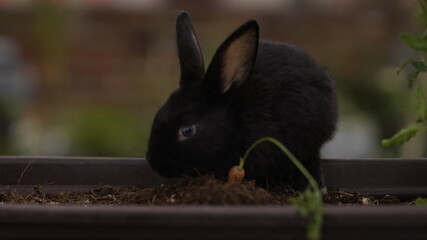 Rabbit and carrot