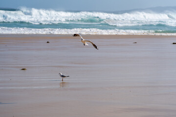 Seagulls in flight over the ocean, reflection of seagulls in the water