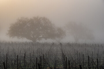 Vineyard with a low valley fog in winter,  Sonoma County, California.