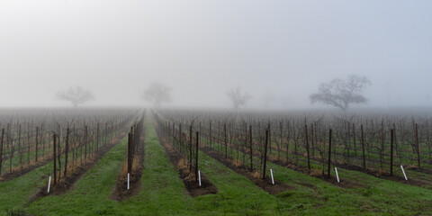 Panorama of  a vineyard with a low valley fog in winter,  Sonoma County, California.