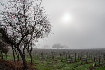 Vineyard with a low valley fog in winter,  Sonoma County, California.