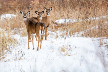 White-tailed deer (Odocoileus virginianus) very alert in a Wisconsin snow covered field in January