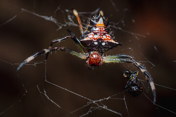 Spider catches its next meal in its spiderweb
