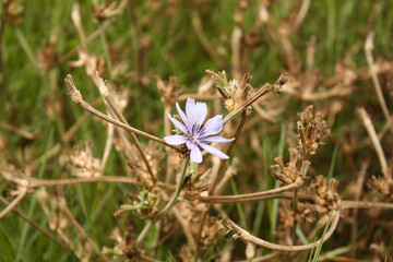 Flower at Cala Macarelleta, Menorca, Balearic Islands, Spain
