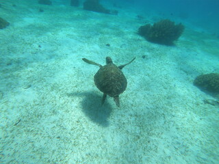 wildlife turtle in cebu