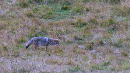 a coyote listening for prey at yellowstone national park in wyoming,usa