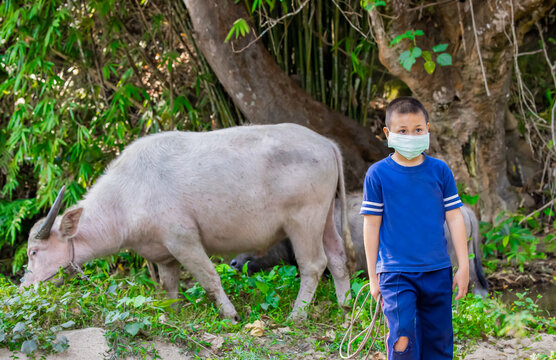 A young asian boy with face mask helps taking care of an albino buffaro. Staying busy during covid-19 quarantine. A boy with face mask.