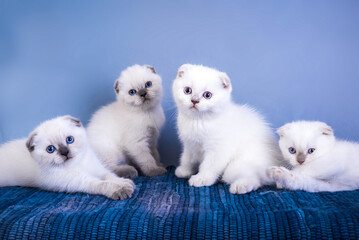 Four cute scottish fold shorthair silver color point kittens with blue eyes