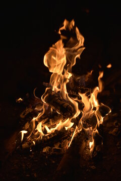 fire in the forest
