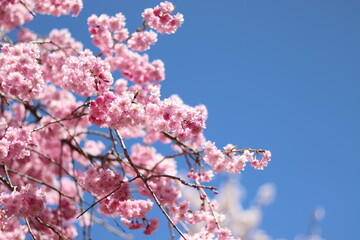 Japanese Cherry Blossoms