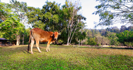 A young cow grazing in the field.