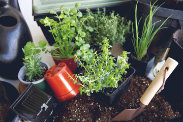 Potted herbs with gardening tools