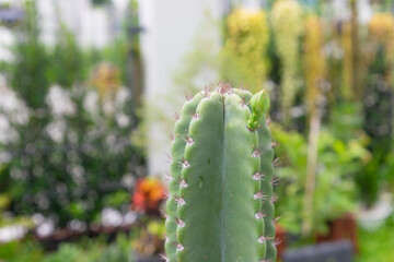 A variety of candelabra cactuses growing