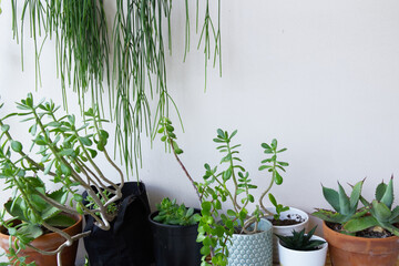 Collection of potted plants with white wall