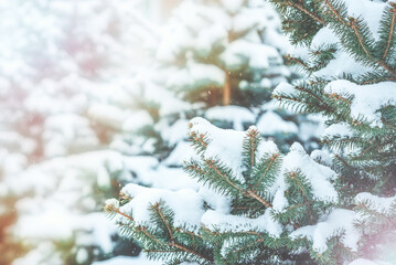 Frozen coniferous branches in white winter. Snowstorm.