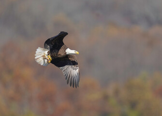 A Eagle Is Catching Fish
