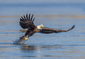 A Eagle Is Catching Fish