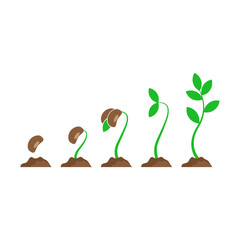 Phases plant growing. Vector illustration