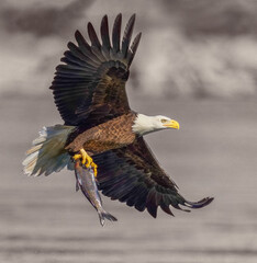 A Eagle Is Catching Fish