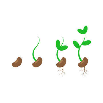 Phases plant growing. Vector illustration