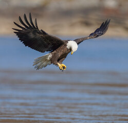 A Eagle Is Catching Fish