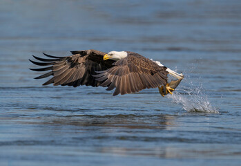 A Eagle Is Catching Fish