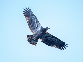 A Eagle Is Catching Fish
