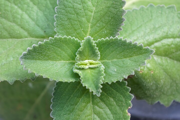 Close up of the green leaves of mexican mint.
