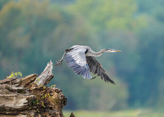 A blue heron is in flight