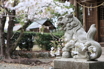 Fototapeta na wymiar 野依八幡社狛犬 愛知県豊橋市の野依八幡社の狛犬です