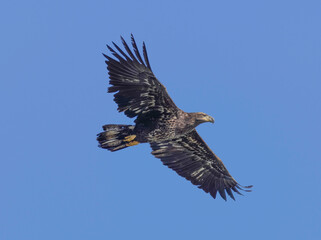 A Eagle Is Catching Fish