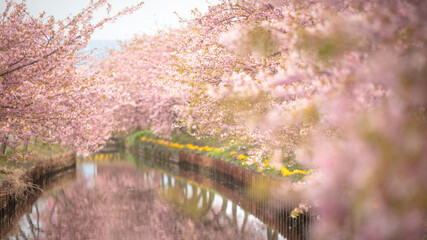 三重県 笠松河津桜ロード