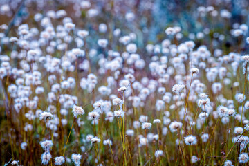 Fototapeta premium Bog Cotton