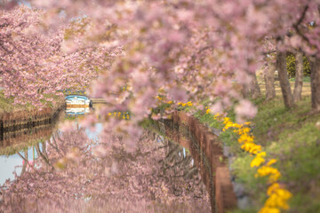 三重県 笠松河津桜ロード