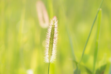 Common weed green foxtail close-up. Setaria viridis, green bristlegrass