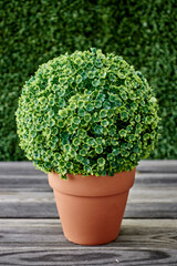 Potted Hedge Plant