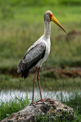 yellow-billed stork at the Ngorongoro Crater © REFactor