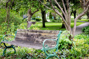 Beautiful shot of the mid fly of the dove over a wooden bench in the park