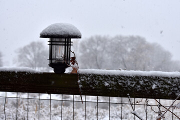Lantern in the snow