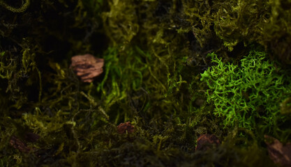 Moss in forest