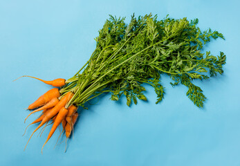 Fresh organic carrots with green leaves on blue background. Vegetables. Healthy food