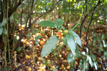 どんぐりのような実