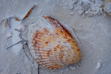 Shell at the beach 